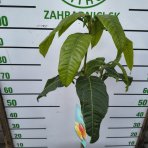 Mangovník (Mangifera indica) ´MALLIKA´ - výška 70-90 cm, kont. C7L